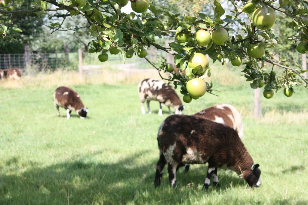 De Nachtdijk Bed & Breakfast Wijk bij Duurstede Luaran gambar